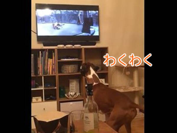 テレビを観た犬 僕もトランポリンがほしい 興奮が止まらない 動画 16年11月14日 エキサイトニュース