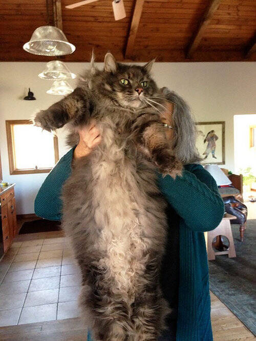 最大の猫 メインクーン がどれだけ大きいのか実感できる写真いろいろ 16年11月18日 エキサイトニュース