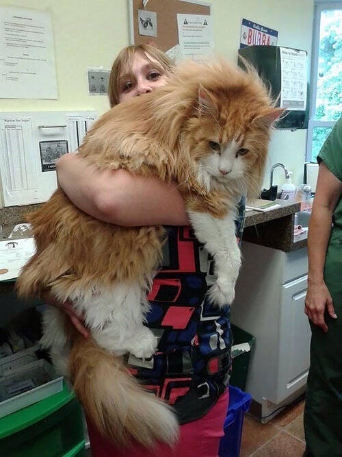 最大の猫 メインクーン がどれだけ大きいのか実感できる写真いろいろ 16年11月18日 エキサイトニュース