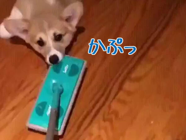 掃除のときにコーギー犬がいると なぜ最高なのか こんなことになるから 動画 16年12月10日 エキサイトニュース