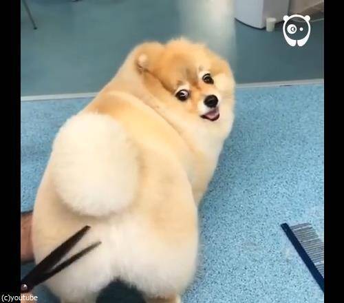 あの犬もこの犬も ふわっふわっ 凄腕トリマーの仕事ぶり 動画 16年12月13日 エキサイトニュース