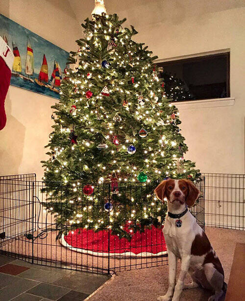 今年こそ犬や猫からクリスマスツリーを守るぞ 知恵を絞ったアイデア