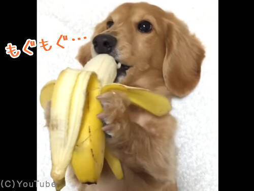 犬 バナナおいしい 器用にもぐもぐ 動画 17年1月6日 エキサイトニュース