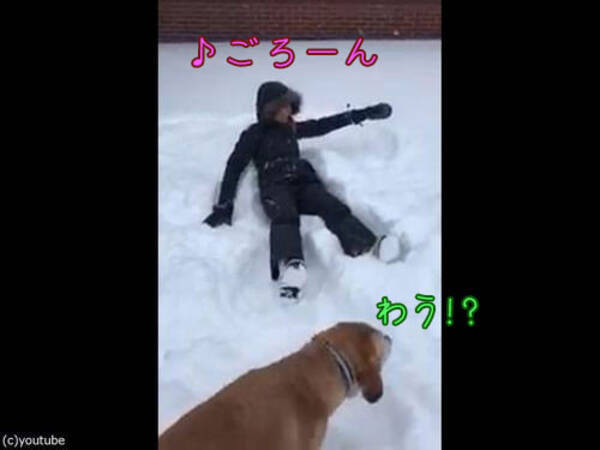 犬の横で雪に寝転がってみたら その動きはもしや 動画 17年1月15日 エキサイトニュース