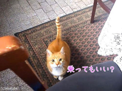 猫におしゃぶりを与えたら ちゅうちゅう が病み付きに 動画 17年1月13日 エキサイトニュース