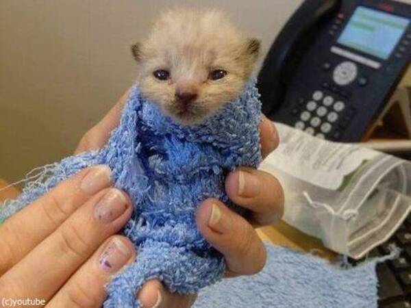 生後間もない子猫がガソリンスタンドに捨てられていた 懸命な看病によって立派な猫に 17年1月24日 エキサイトニュース