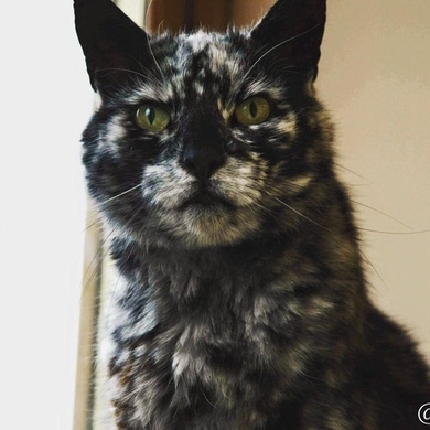 ある黒猫が珍しい 黒 白の霜降り柄 に変化 超かっけえ柄だとネットで人気者に 16年12月16日 エキサイトニュース