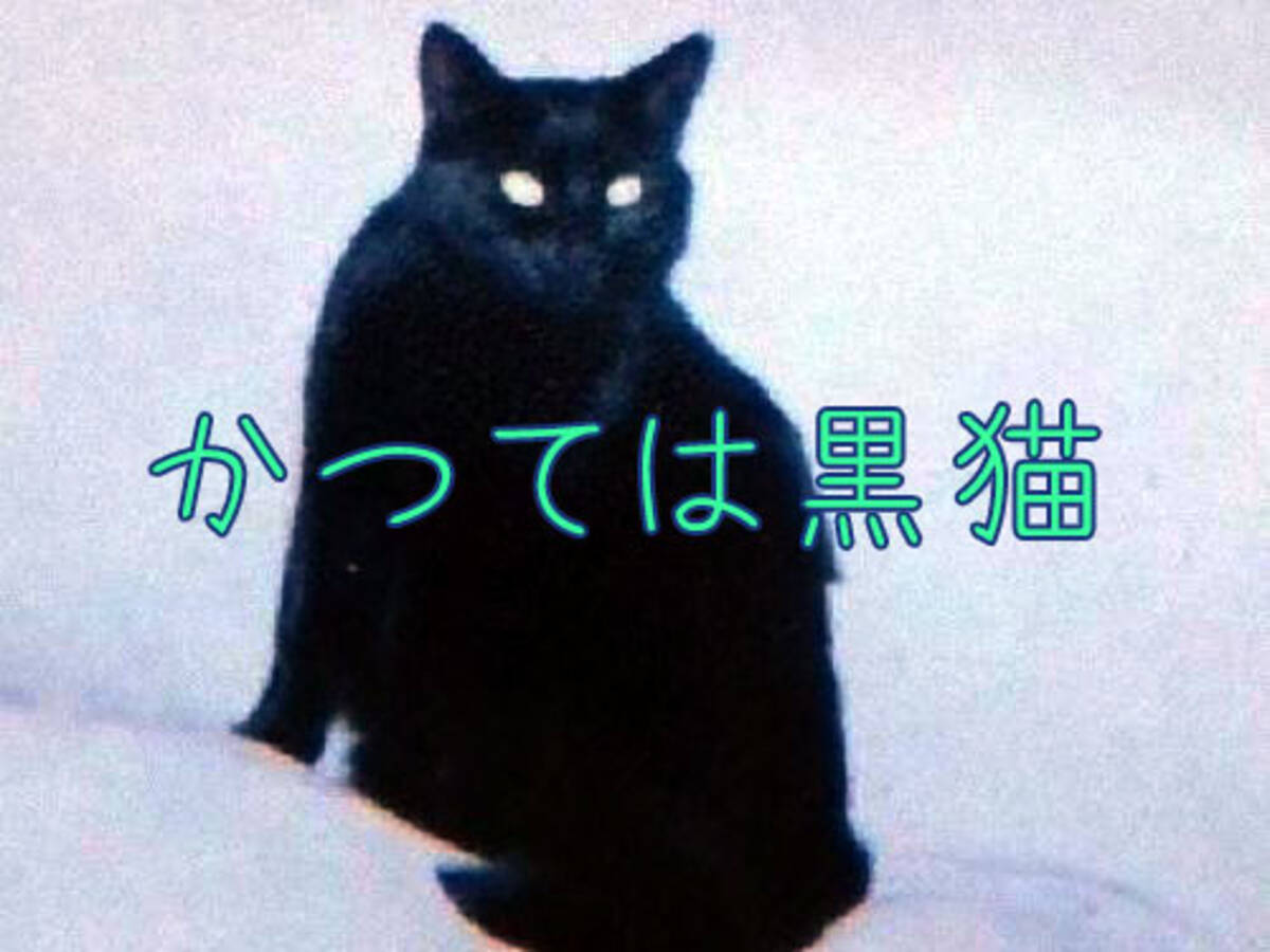 世にも珍しい猫 黒から 吹雪 のような毛色に変貌を遂げる 17年1月26日 エキサイトニュース