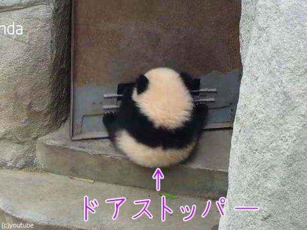 赤ちゃんパンダがドアストッパーになると どうなっちゃうの 動画 17年1月31日 エキサイトニュース