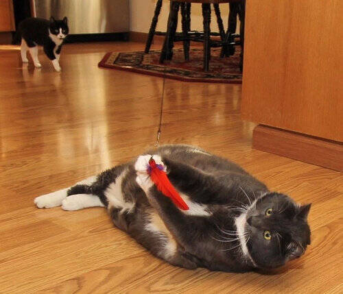 体重16kgで身動きが取れなかったデブ猫がやってきた ダイエット生活で別猫に変身 17年2月15日 エキサイトニュース