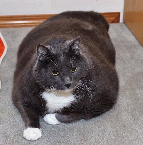 体重16kgで身動きが取れなかったデブ猫がやってきた ダイエット生活で別猫に変身 17年2月15日 エキサイトニュース