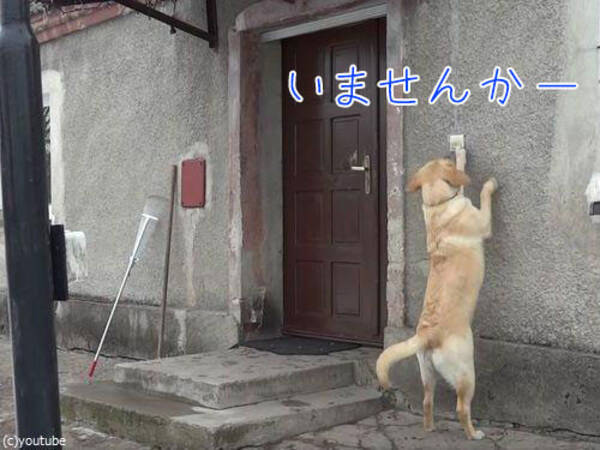 呼び鈴を鳴らす犬 ピンポーン おうちに入れてもらえませんかー ピンポーン あのー 動画 17年2月16日 エキサイトニュース