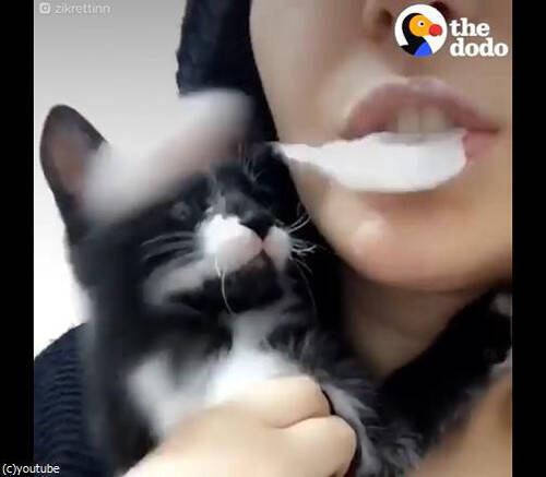 うちの猫の前でフーセンガムを膨らませるとね あああっ 動画 17年2月21日 エキサイトニュース