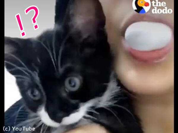 うちの猫の前でフーセンガムを膨らませるとね あああっ 動画 17年2月21日 エキサイトニュース