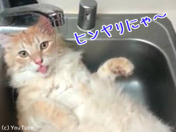 シンクのお水を愛してやまない猫 浴びるほど好きとはこのことか 動画 17年2月25日 エキサイトニュース