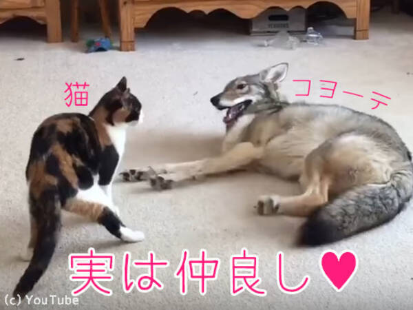 あっ 猫がコヨーテに襲われてる と思ったら この仲の良さ 動画 17年3月6日 エキサイトニュース