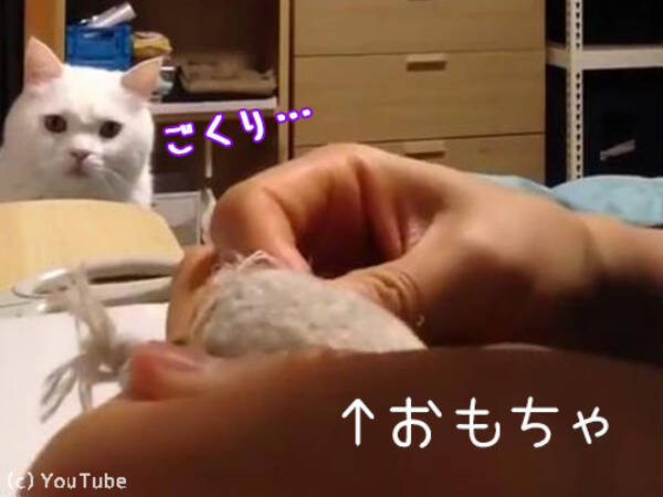 猫 はわわ はわ お気に入りのおもちゃの手術中 動画 2017年3月7日 エキサイトニュース