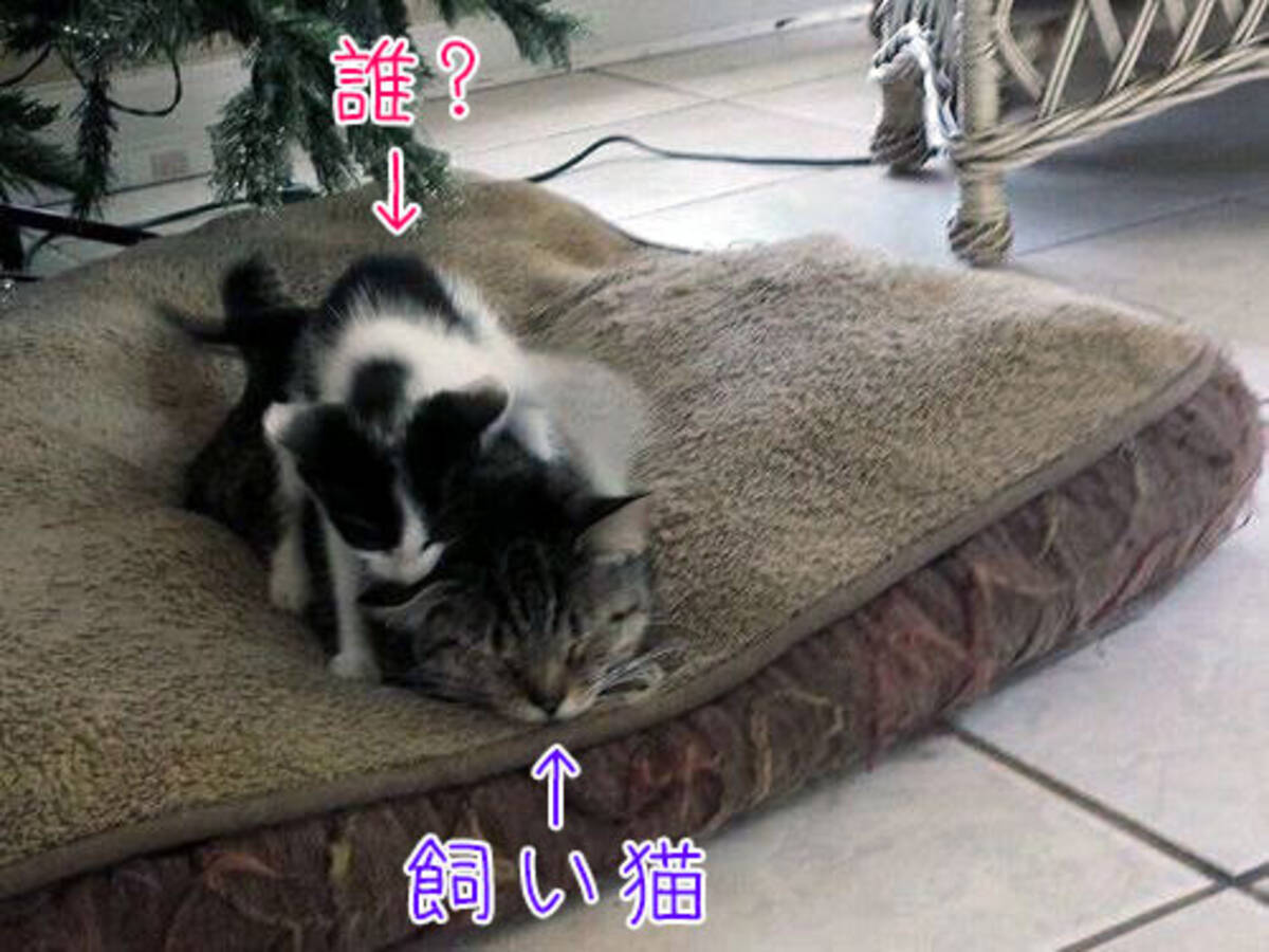 うちの猫が散歩から帰ってきたら 子猫が1匹増えてるんだけど 17年3月17日 エキサイトニュース