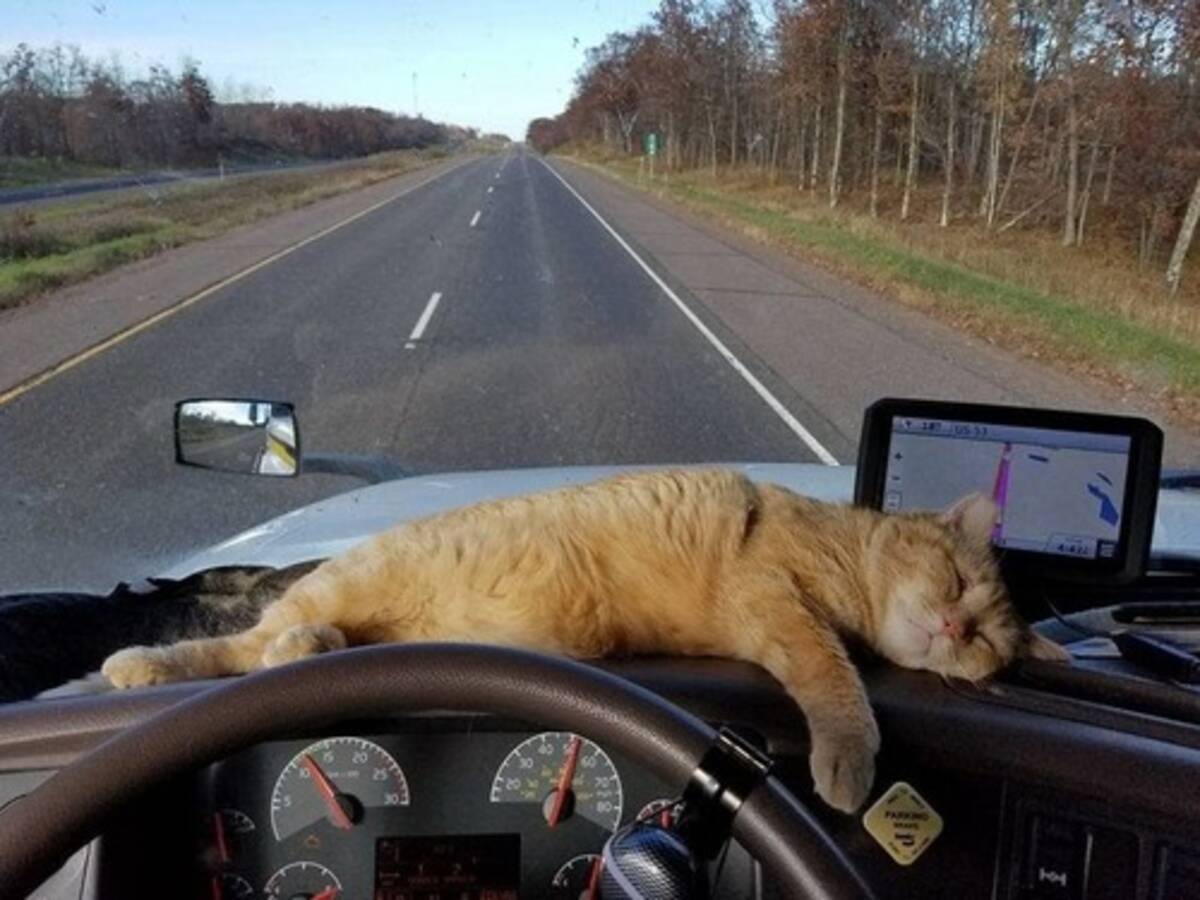 トラック運転手 パートナーの猫が迷子になった つらい 意外な再会を果たす 17年3月22日 エキサイトニュース