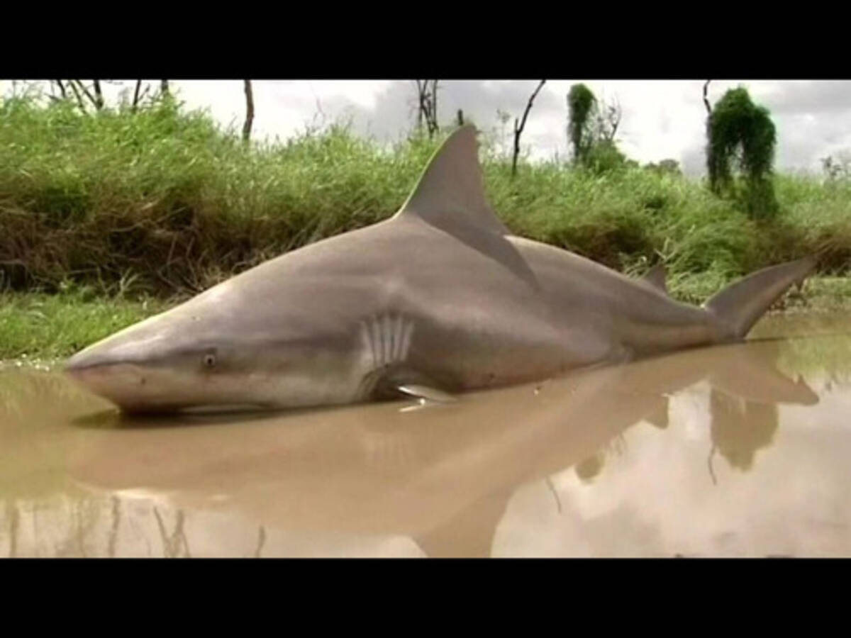 洪水が引いたら道路の真ん中に 人食いザメ がいた オーストラリア 17年4月4日 エキサイトニュース