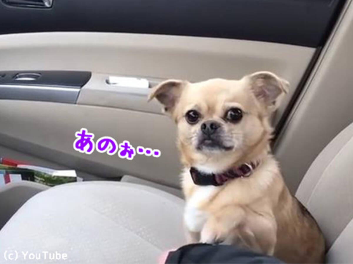 うれしいけど困る 犬がかわいくて運転できないとき 動画 17年4月7日 エキサイトニュース