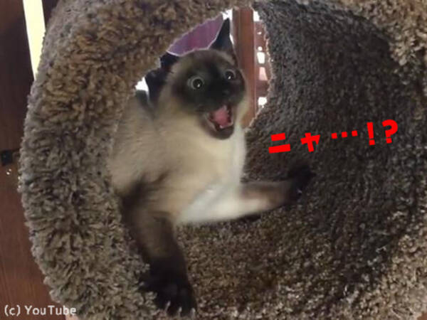 猫にキャットタワーを買ってみたら 思った以上の反応だった 動画 17年4月18日 エキサイトニュース