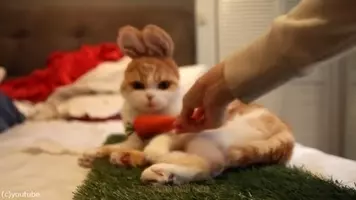 かわいいのら ウサギを濡らすとこうなるっていう写真 12年2月13日 エキサイトニュース