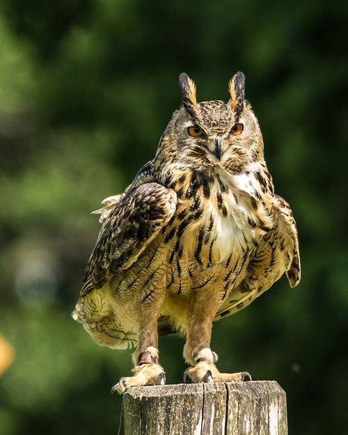 外国人 フクロウの足ってこんなに長かったの 比較画像に驚く 17年4月30日 エキサイトニュース