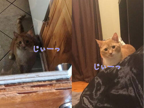 猫を引き取ったのだけど いつでもどこでも見つめてくる 気になる写真いろいろ 17年5月1日 エキサイトニュース