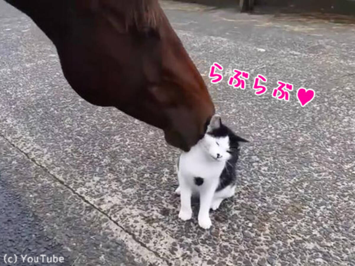 猫と馬のイチャイチャが止まらない 愛し合うふたり 動画 17年5月1日 エキサイトニュース