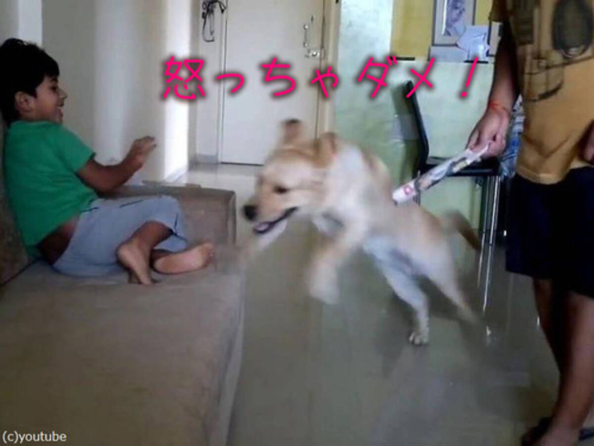 子どもを激しく叱るお父さん 犬が体を張って 怒っちゃダメ 17年5月5日 エキサイトニュース