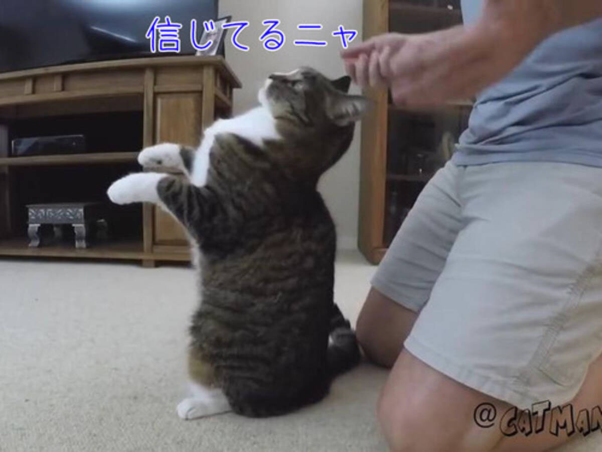 この猫 飼い主への信頼がすごい 背中から後ろに倒れる 動画 17年5月10日 エキサイトニュース