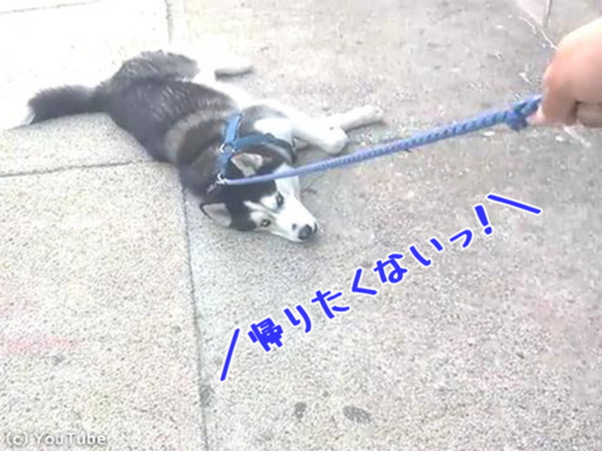 犬 まだ帰りたくない 再び散歩に出かけるふりをすると 動画 17年5月14日 エキサイトニュース