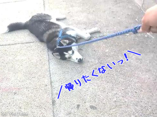 これって犬の散歩と言えるのだろうか シュールな風景 動画 19年12月21日 エキサイトニュース