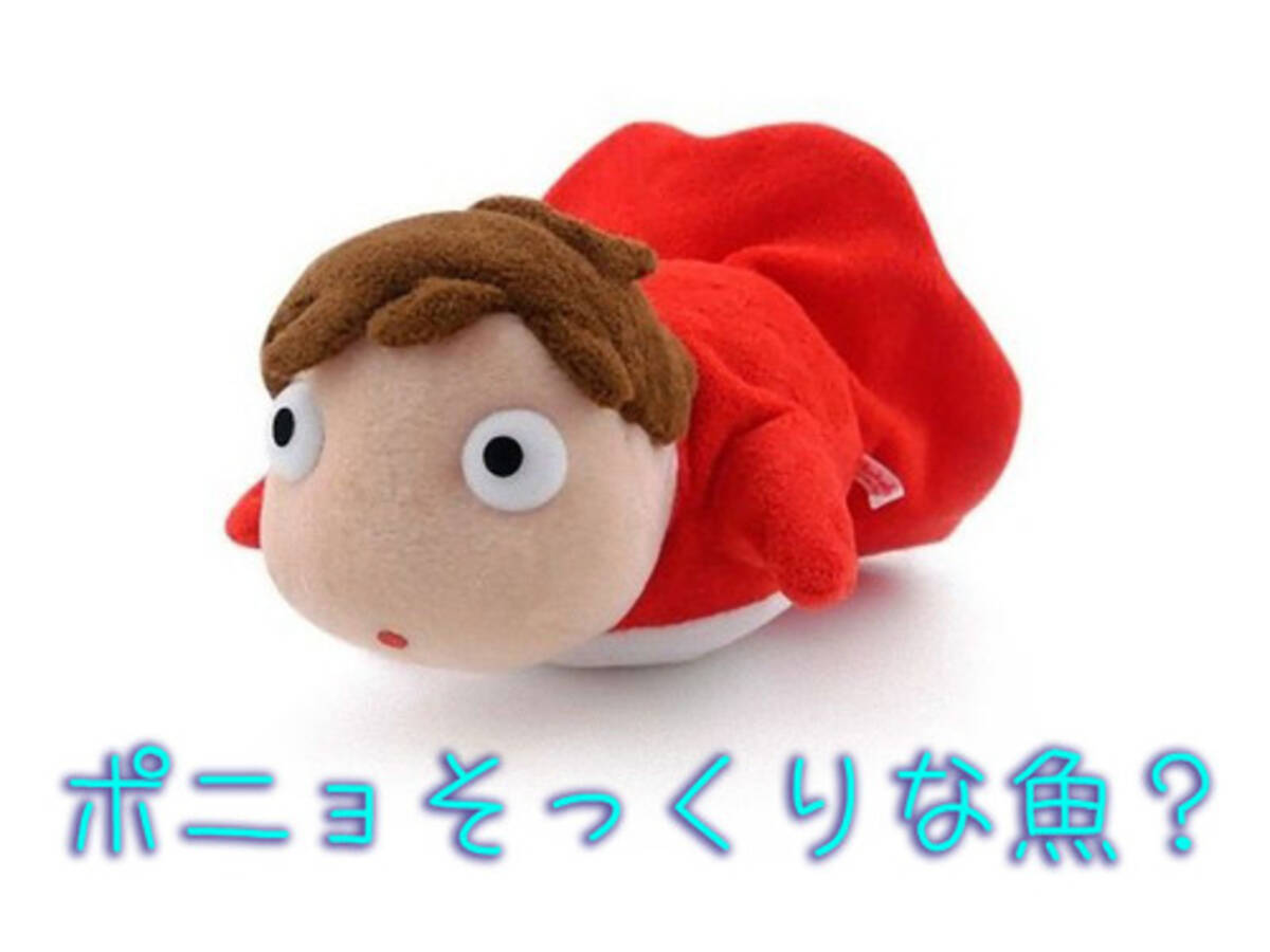 外国人 ポニョにそっくりじゃないか 海外で人気を呼んでいた魚の正体は 17年5月15日 エキサイトニュース
