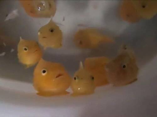 外国人 ポニョにそっくりじゃないか 海外で人気を呼んでいた魚の正体は 17年5月15日 エキサイトニュース