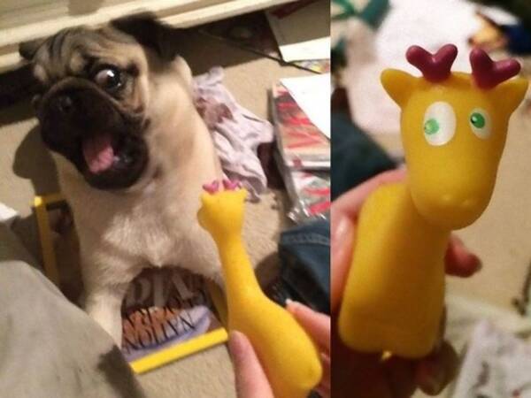 それに驚いちゃうの とびっきり怖がりな犬たちの写真いろいろ 17年5月17日 エキサイトニュース