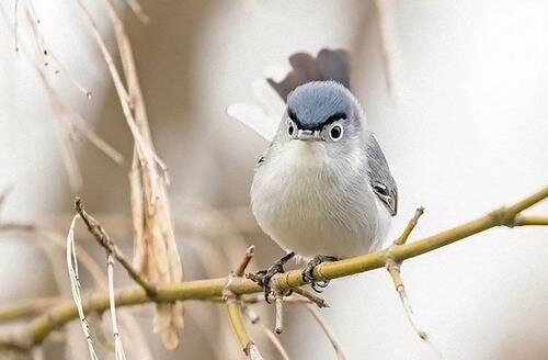 頑固オヤジのような顔の鳥がいる 目が合うとドキッとしそうな写真 17年6月1日 エキサイトニュース