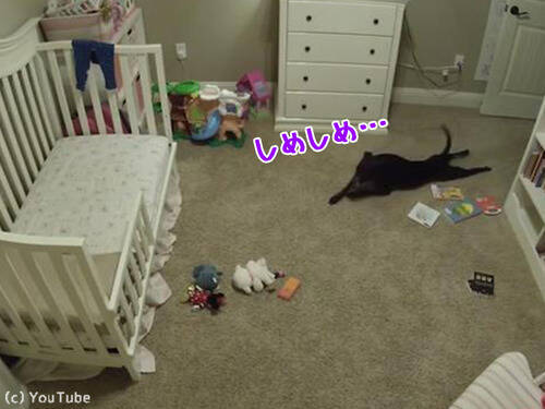 子ども部屋の入室を禁止されてる犬 留守中のカメラにばっちり映ってた 動画 17年6月6日 エキサイトニュース
