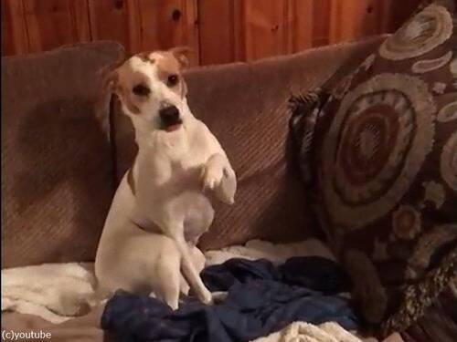 飼い主 これを食べた悪い子は誰 犬 チラッ 動画 17年6月14日 エキサイトニュース