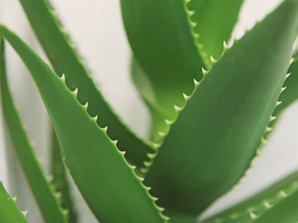 このアロエの塊を見ると たまらない気持になる 葉の断面写真 17年6月17日 エキサイトニュース