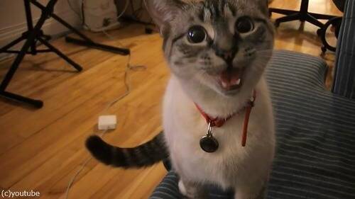 猫なのに わおーん 遠吠えを真似する 動画 17年6月17日 エキサイトニュース