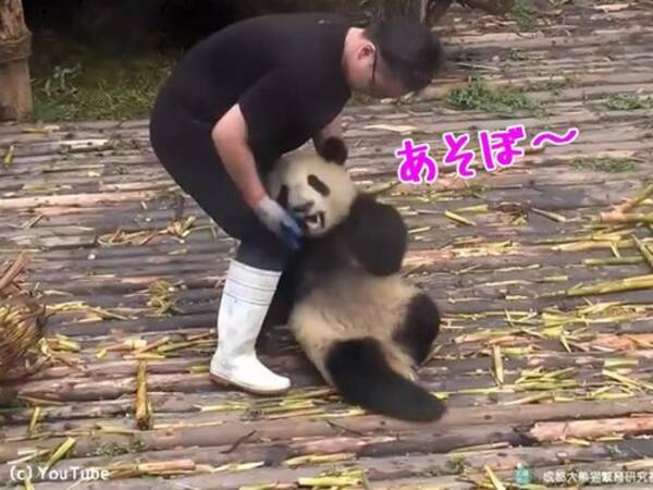 赤ちゃんパンダ かまってー かまってー 飼育員 まるで仕事が進まない 動画 17年6月日 エキサイトニュース
