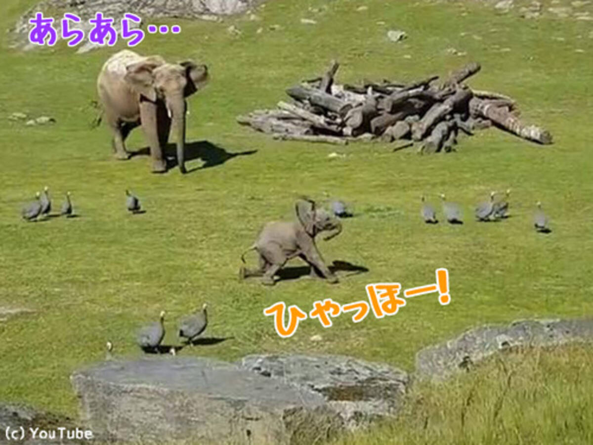 赤ちゃんゾウ 遊びに夢中で転んでしまう マ ママー 動画 17年6月28日 エキサイトニュース
