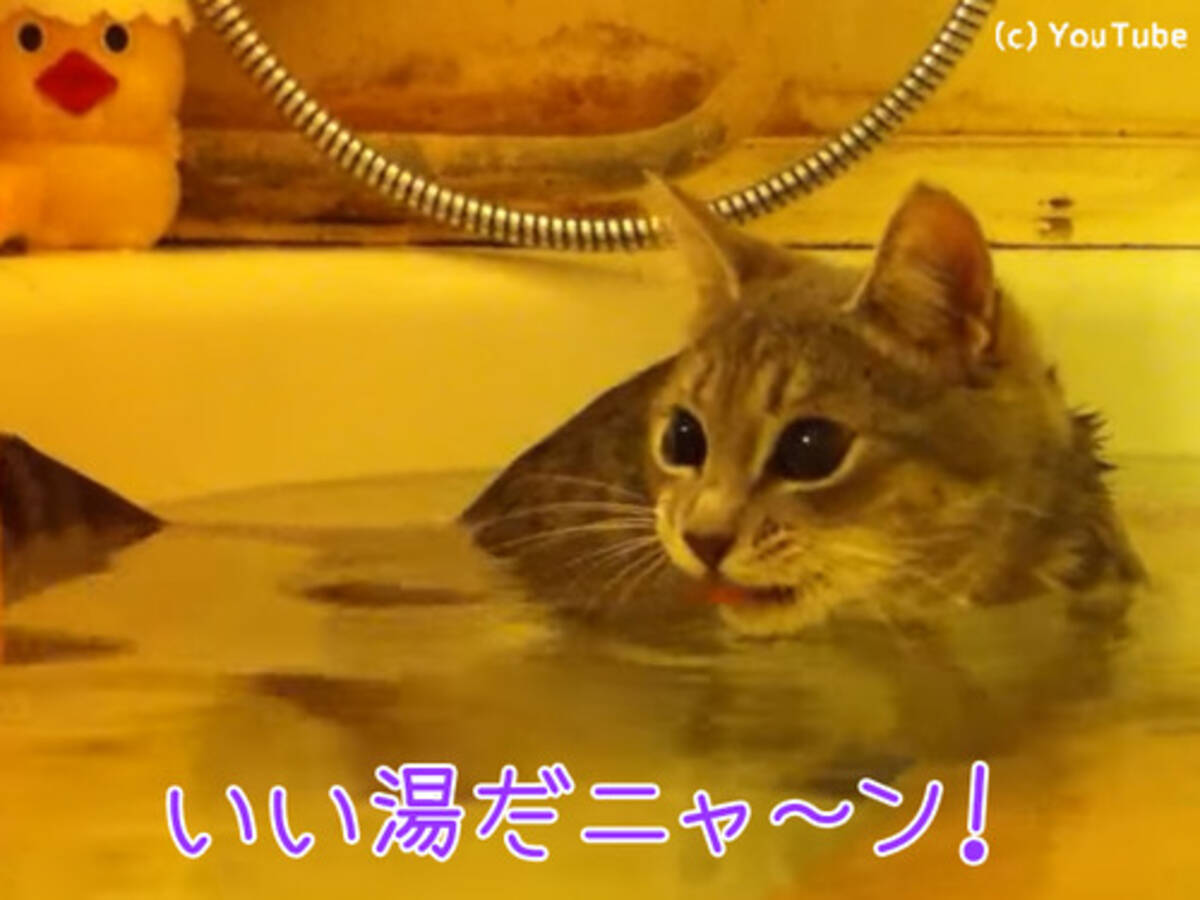 こんなにお風呂が好きな猫 見たことある 動画 17年7月2日 エキサイトニュース