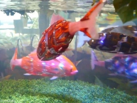 外国人 ポニョにそっくりじゃないか 海外で人気を呼んでいた魚の正体は 17年5月15日 エキサイトニュース