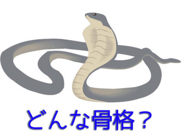 キングコブラの骨格がこうなってると知ってた 海外の反応いろいろ 17年7月5日 エキサイトニュース