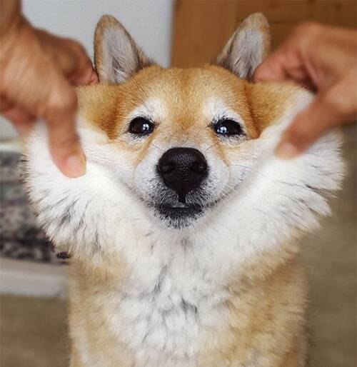 犬のほっぺたがこんなに伸びるとは 意外と知られていない 写真いろいろ 17年7月15日 エキサイトニュース