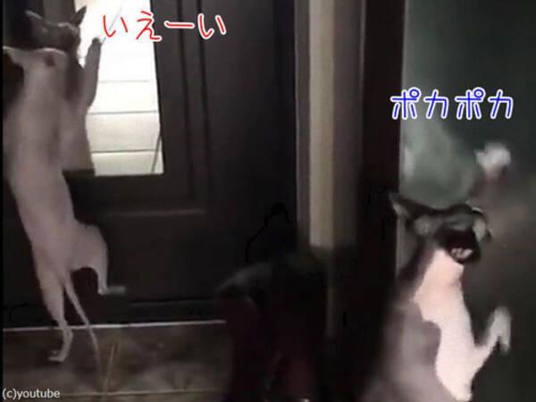 鏡の前でキレッキレのダンスを踊る猫 その後ろではドラムを叩く猫 動画 17年7月26日 エキサイトニュース