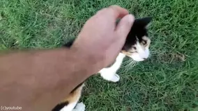 ライオンなんてかわいいもんさ とナデナデしていた男性 突然のクシャミに表情が凍りつく 動画 2017年8月1日 エキサイトニュース